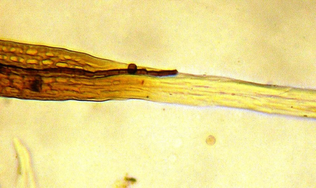 Cells in leaf apex