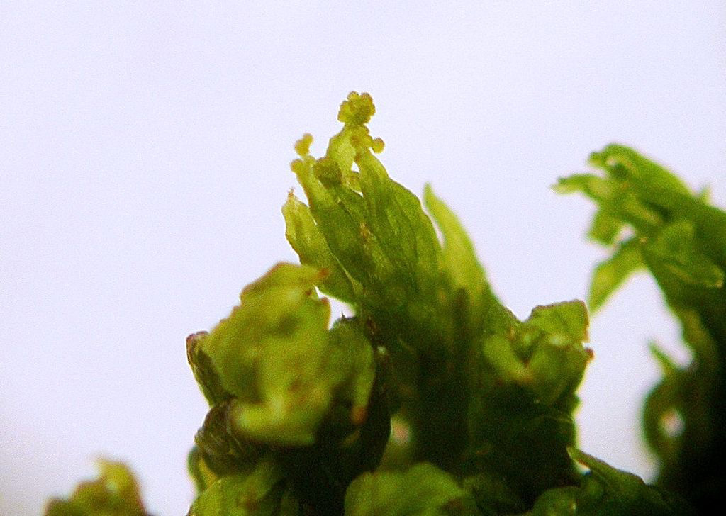 Sporophyte