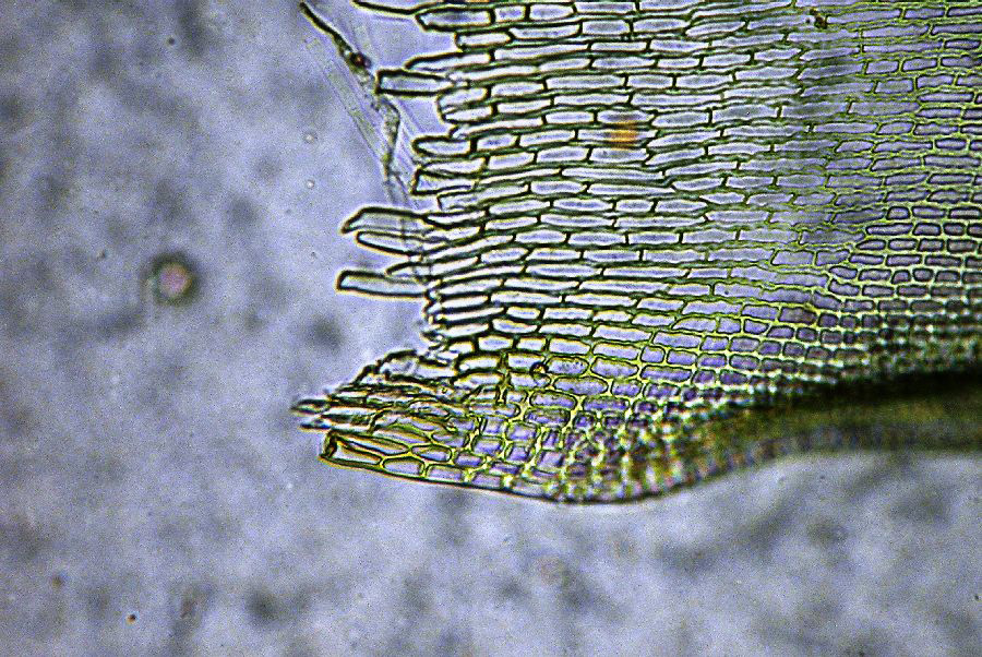 Basal leaf cells