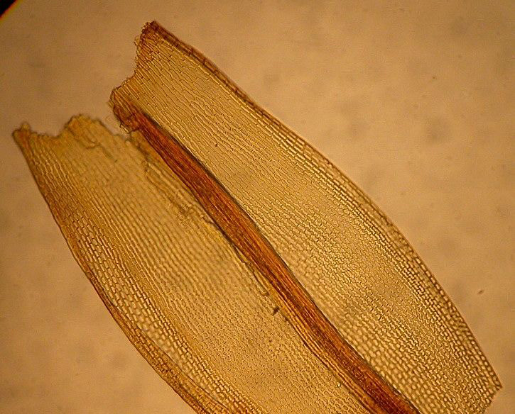 Mid-leaf cells
