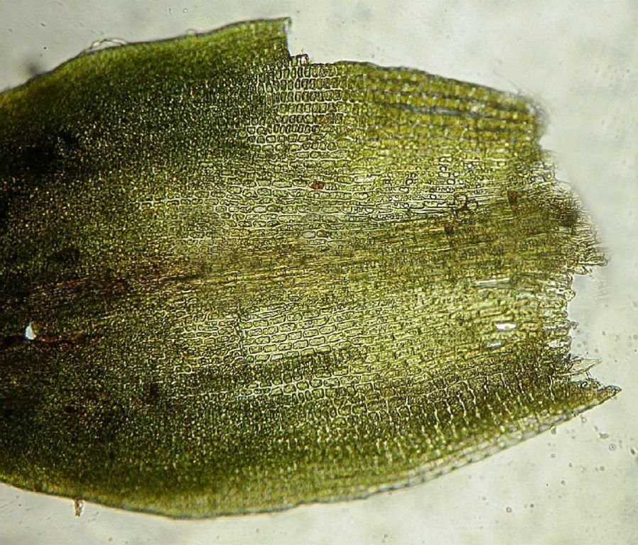 Basal part of leaf